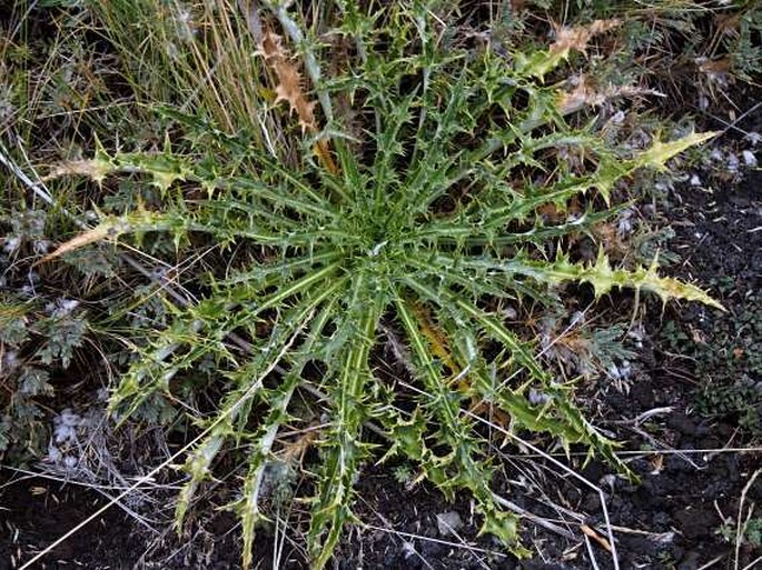 Carlina nebrodensis