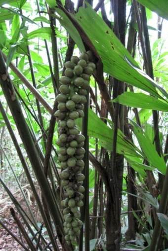 Caryota monostachya