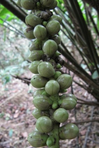 Caryota monostachya