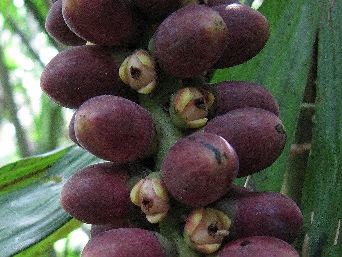 Caryota monostachya