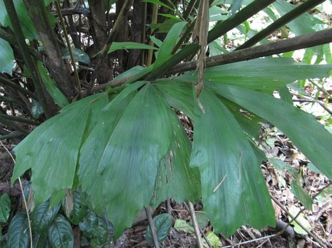 Caryota monostachya