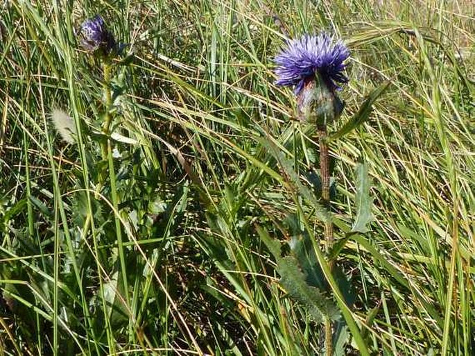 Carthamus caeruleus