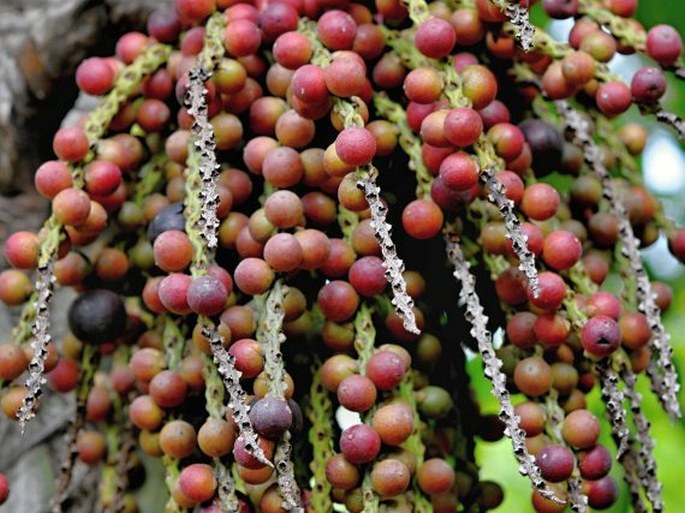 Caryota mitis