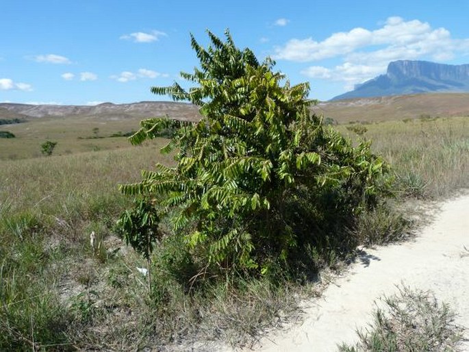 Casearia grandiflora