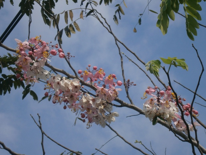 CASSIA BAKERIANA Craib