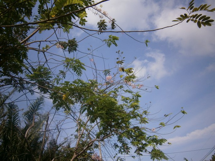 Cassia bakeriana