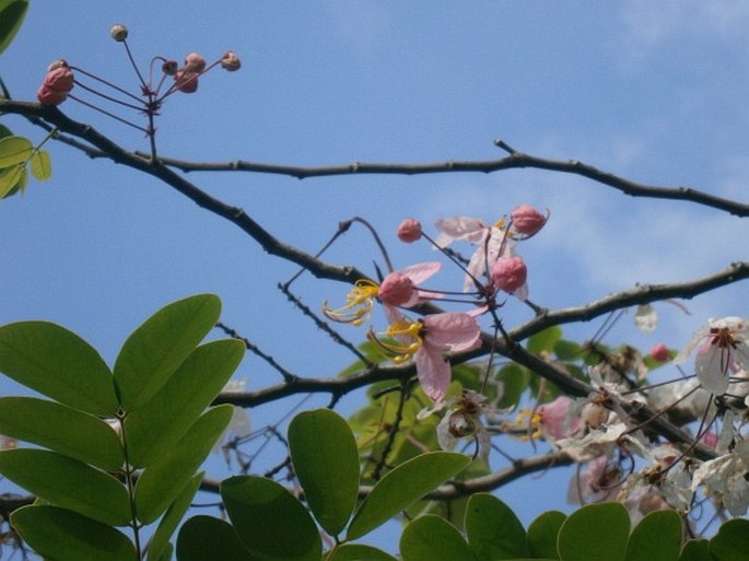 Cassia bakeriana