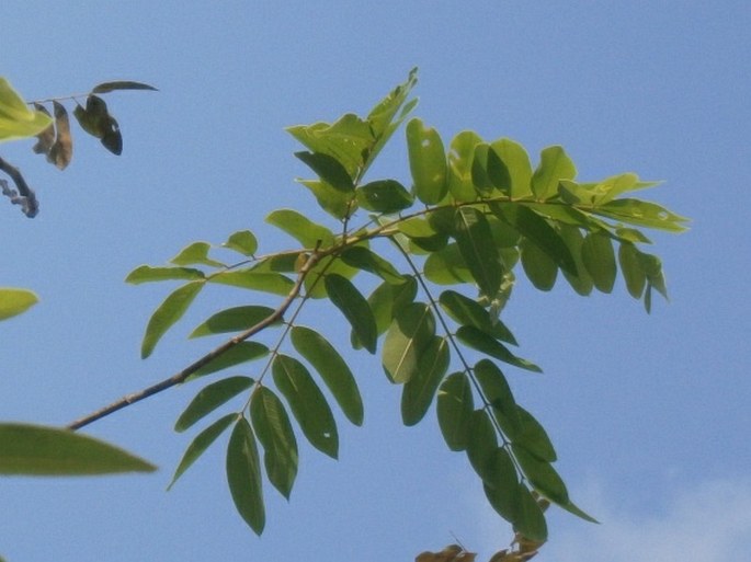 Cassia bakeriana