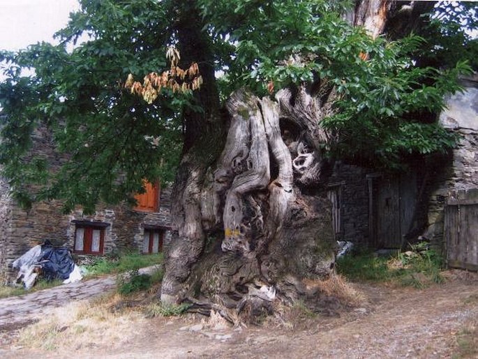 Castaño centenario; Španělsko, Galicie, Triacastela