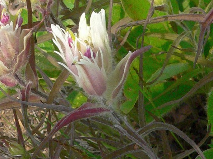 Castilleja pavlovii