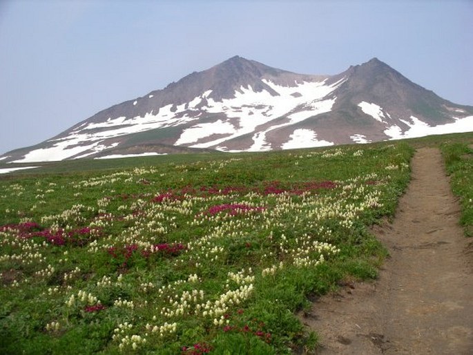 Castilleja pavlovii