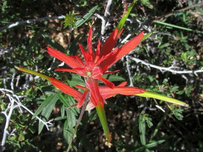 CASTILLEJA LINARIIFOLIA Benth.