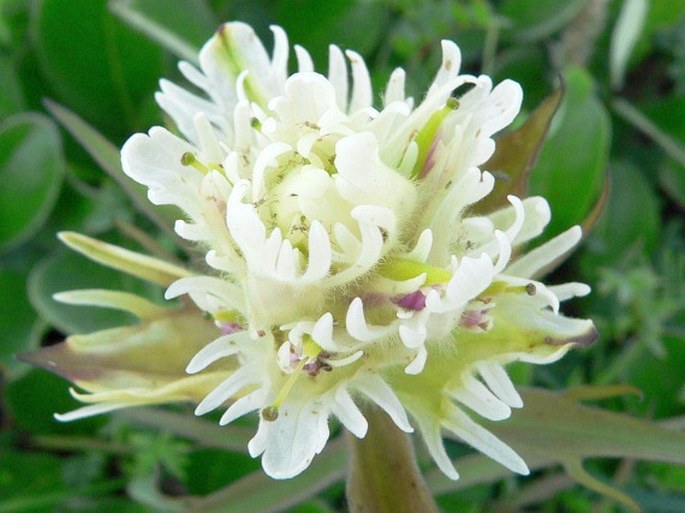 Castilleja pallida