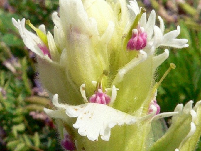 Castilleja pallida