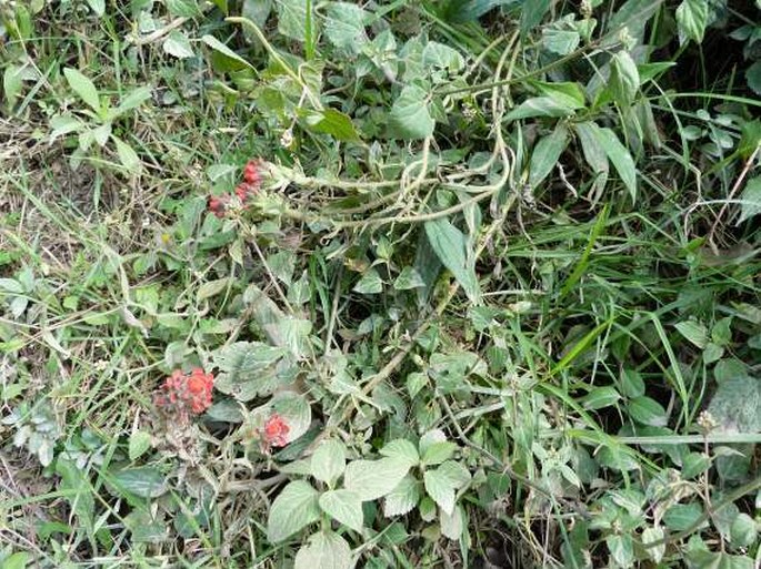 Castilleja scorzonerifolia