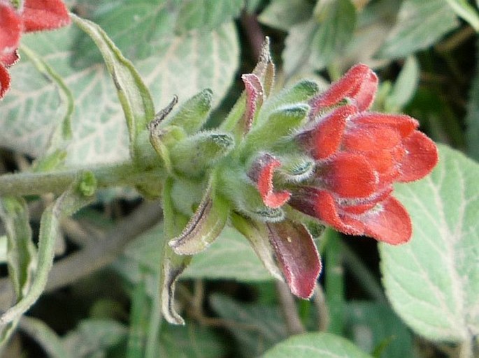 Castilleja scorzonerifolia