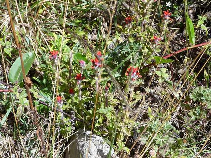 Castilleja scorzonerifolia