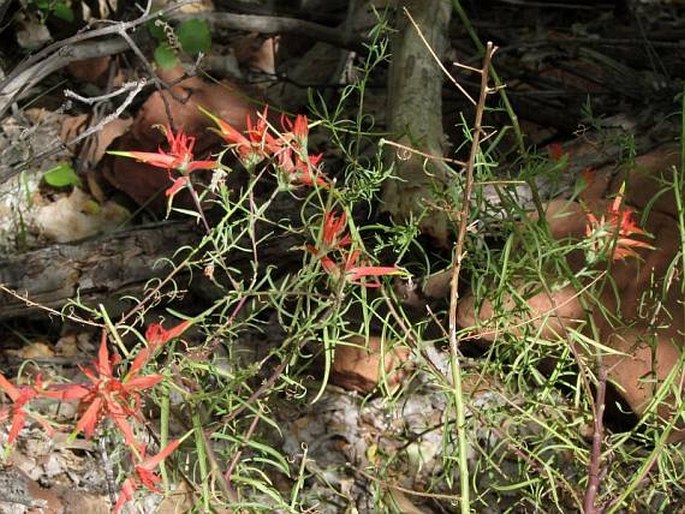 Castilleja scabrida