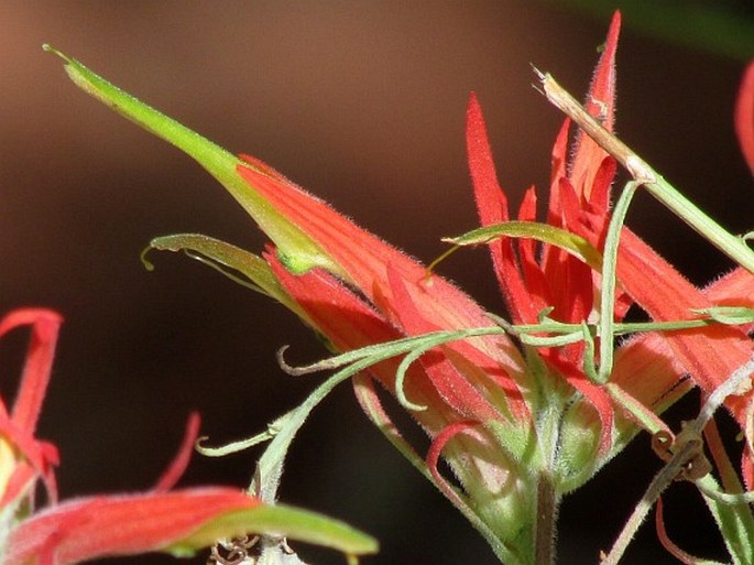 Castilleja scabrida