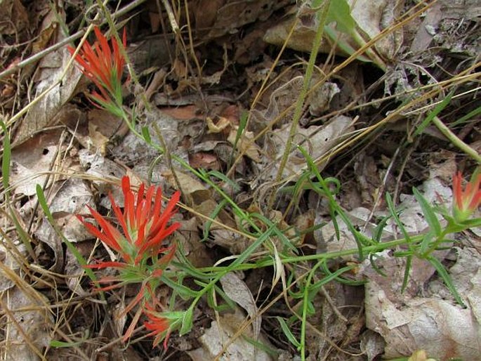 Castilleja scabrida