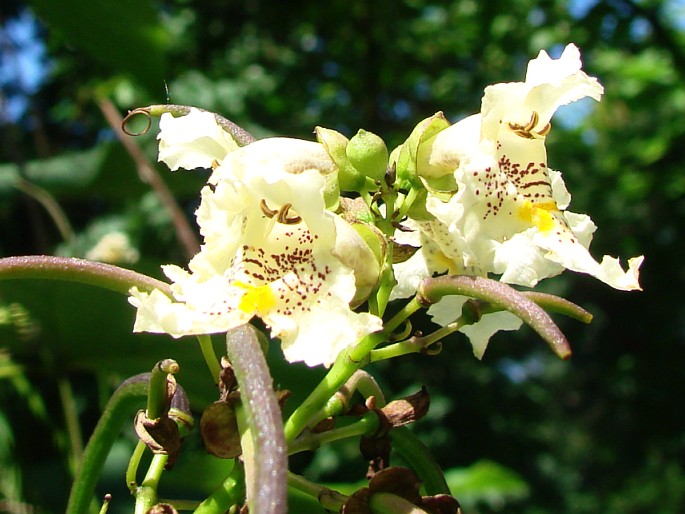 Catalpa ovata