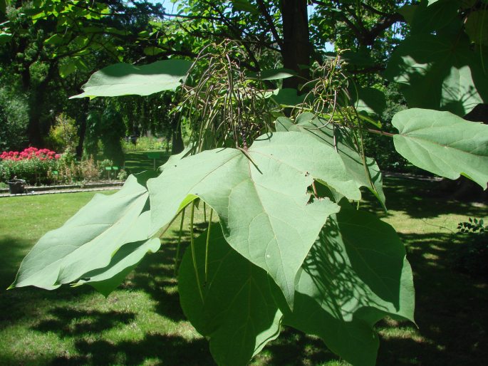 Catalpa ovata