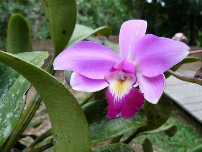 Cattleya violacea