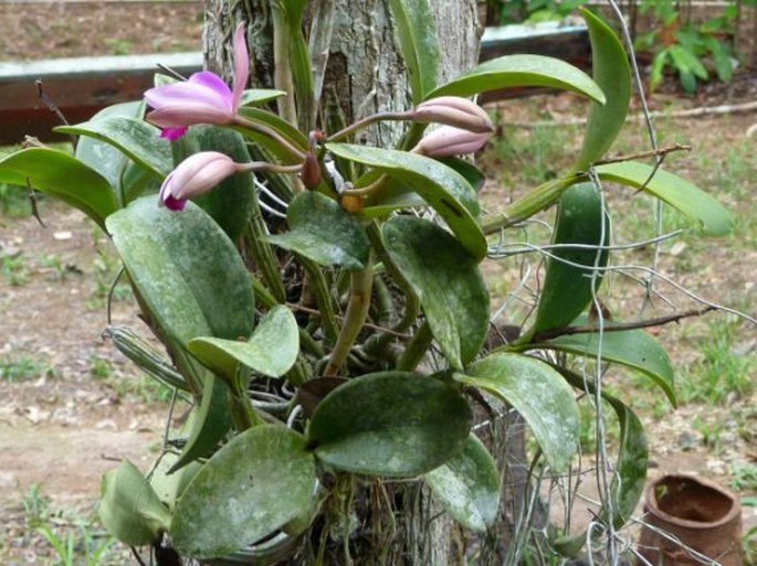 Cattleya violacea