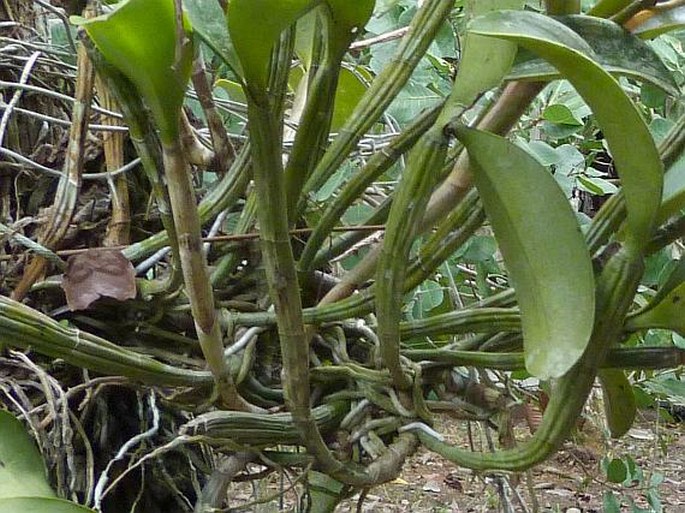 Cattleya violacea