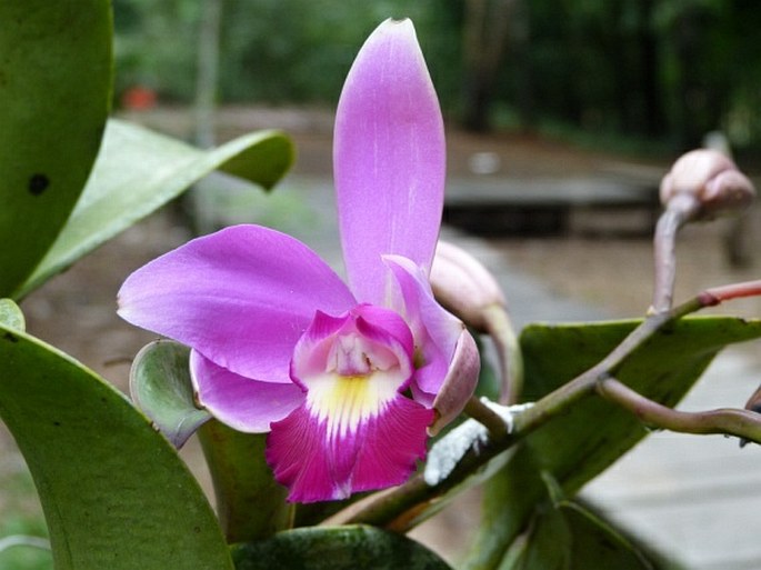 Cattleya violacea