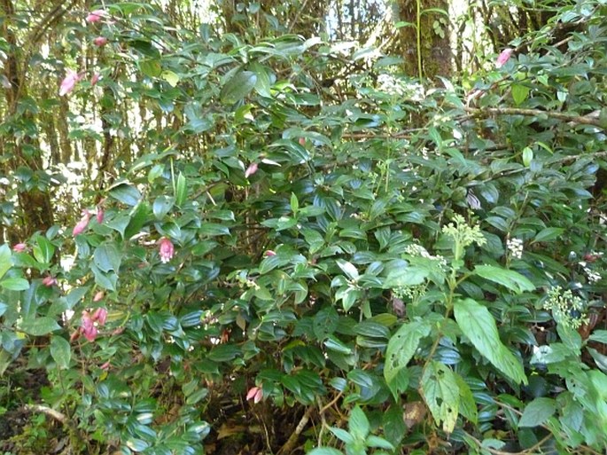 Cavendishia bracteata