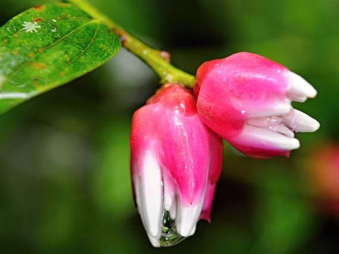 Cavendishia capitulata