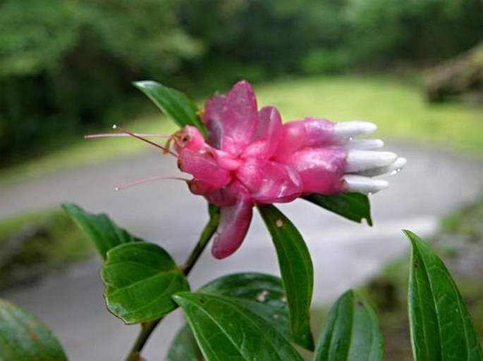 Cavendishia capitulata