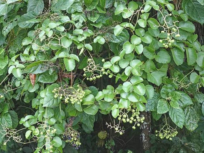 Cayratia trifolia