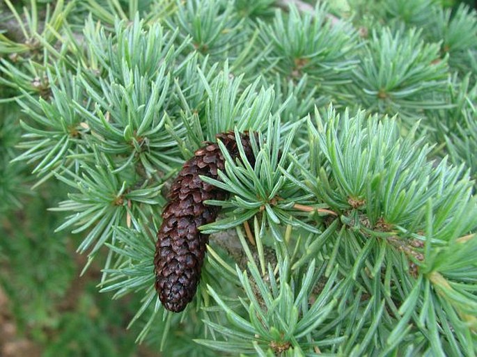 Cedrus atlantica