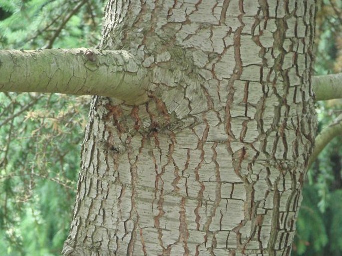 Cedrus atlantica