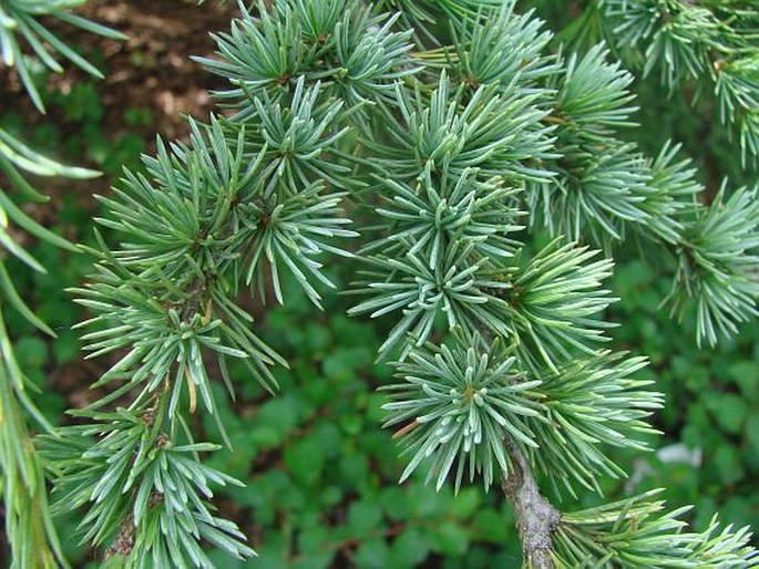 Cedrus atlantica