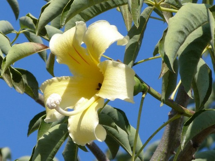 CEIBA CHODATII (Hassl.) Ravenna