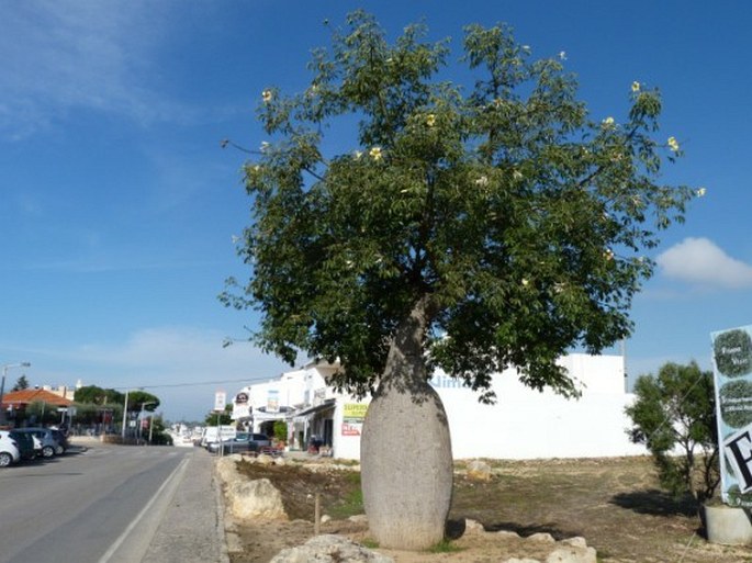 Ceiba chodatii