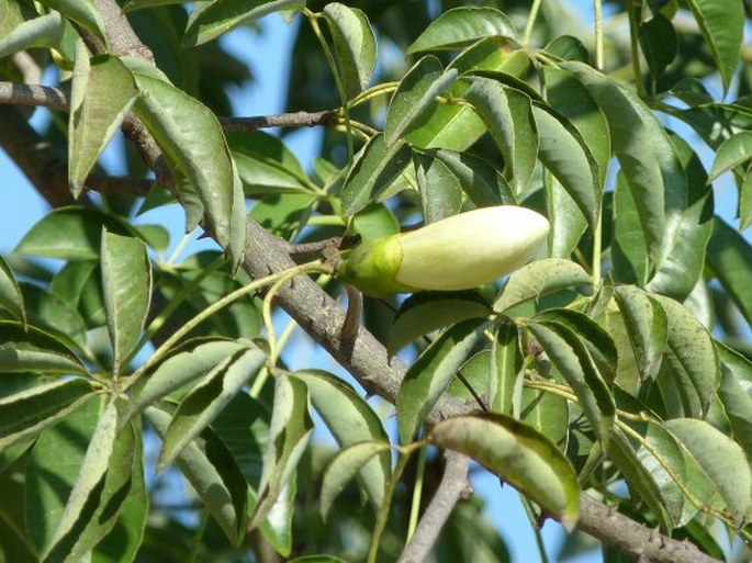 Ceiba chodatii