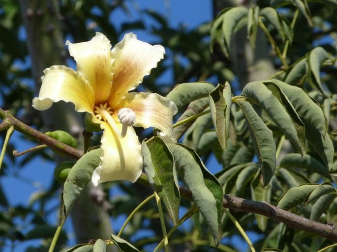 Ceiba chodatii