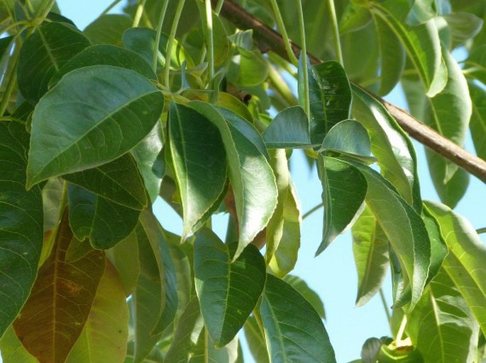 Ceiba chodatii