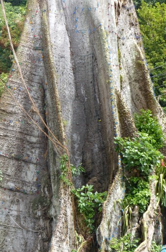 Ceiba pentandra