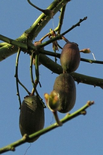 Ceiba speciosa