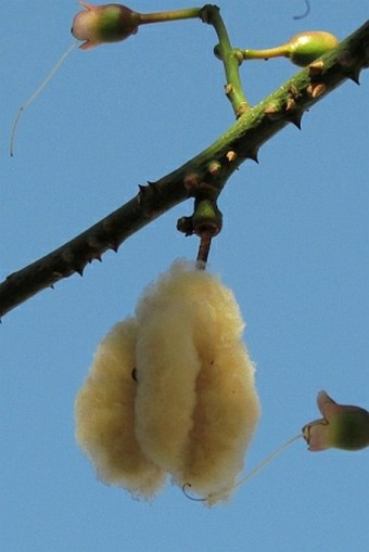 Ceiba speciosa