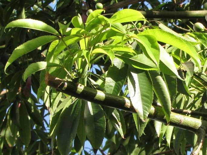 Ceiba speciosa