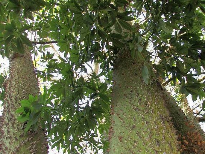 Ceiba speciosa