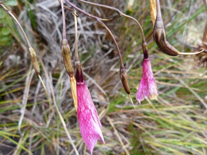 Celiantha imthurniana