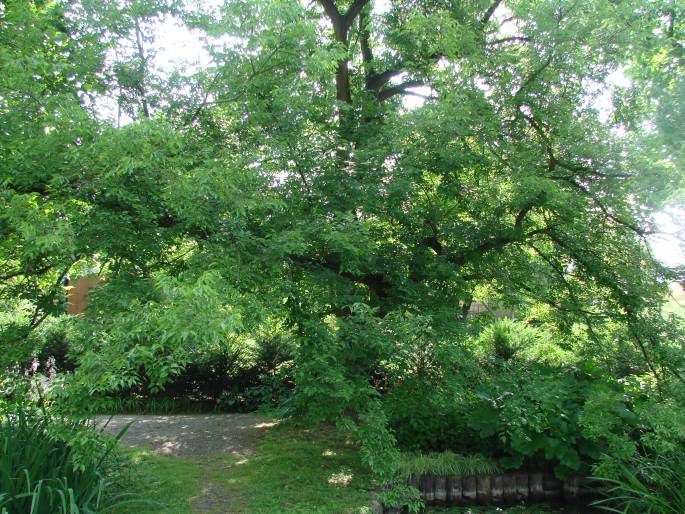 Celtis occidentalis