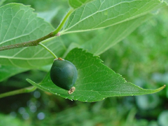 Celtis occidentalis